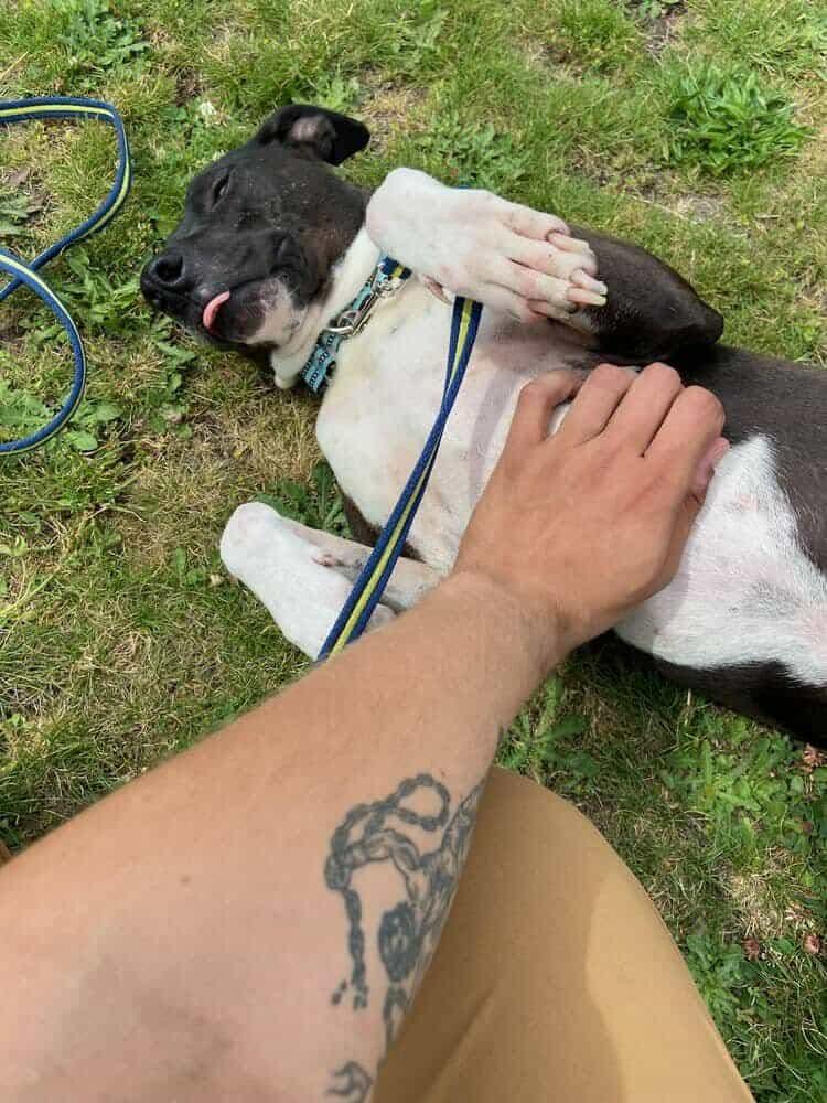 Enlarge Tony, a Adoptable Mixed Breed in Puyallup, WA image 4/6