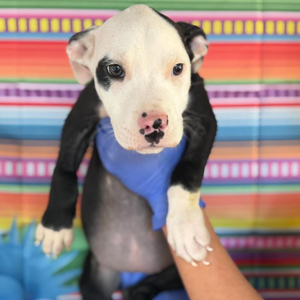 Meleys (p), Adoptable, Puppy Female Mixed Breed.