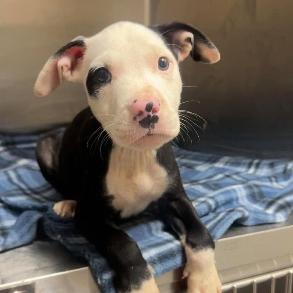 Enlarge Meleys (p), a Adoptable mixed breed in Long Island City, NY image 2/2