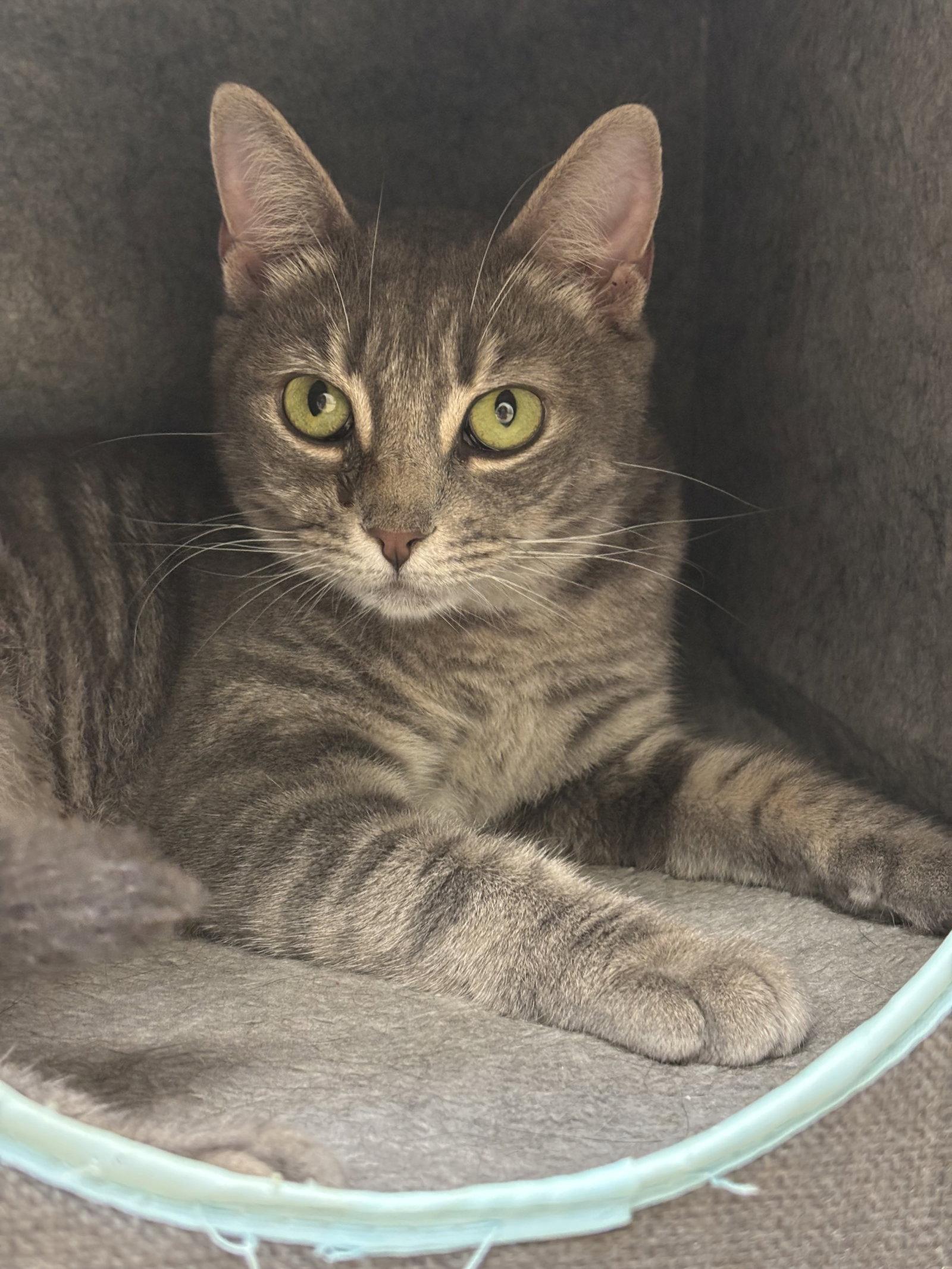 Partridge, a Adoptable Domestic Short Hair in Brick, NJ image 1/3