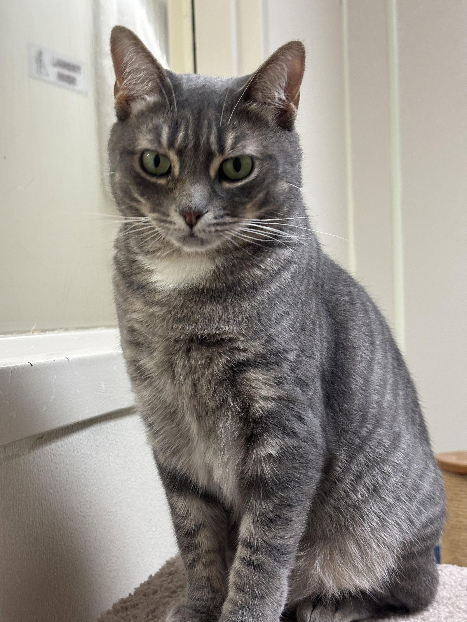 Enlarge Partridge, a Adoptable Domestic Short Hair in Brick, NJ image 2/3