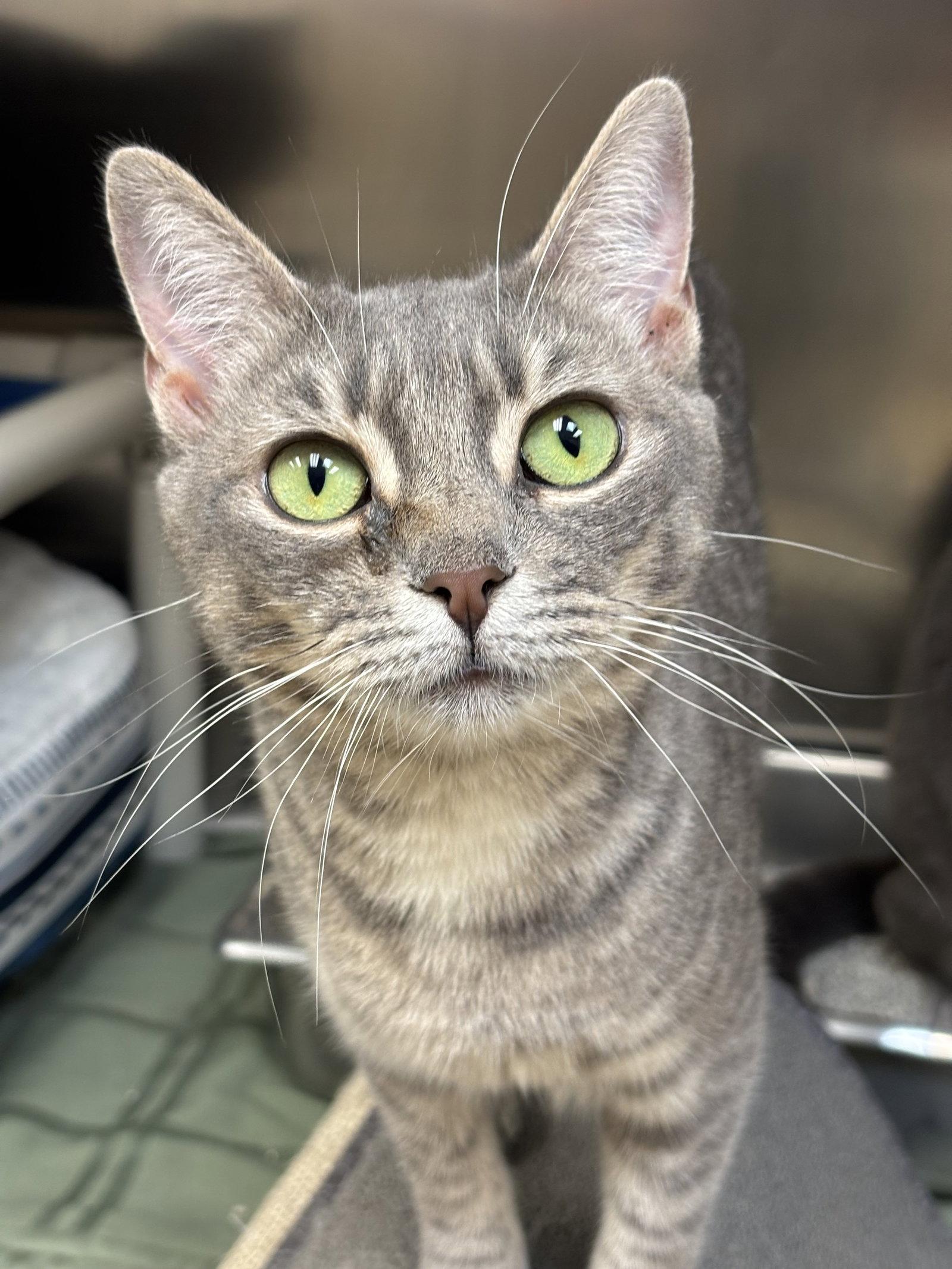 Partridge, a Adoptable Domestic Short Hair in Brick, NJ image 2/3