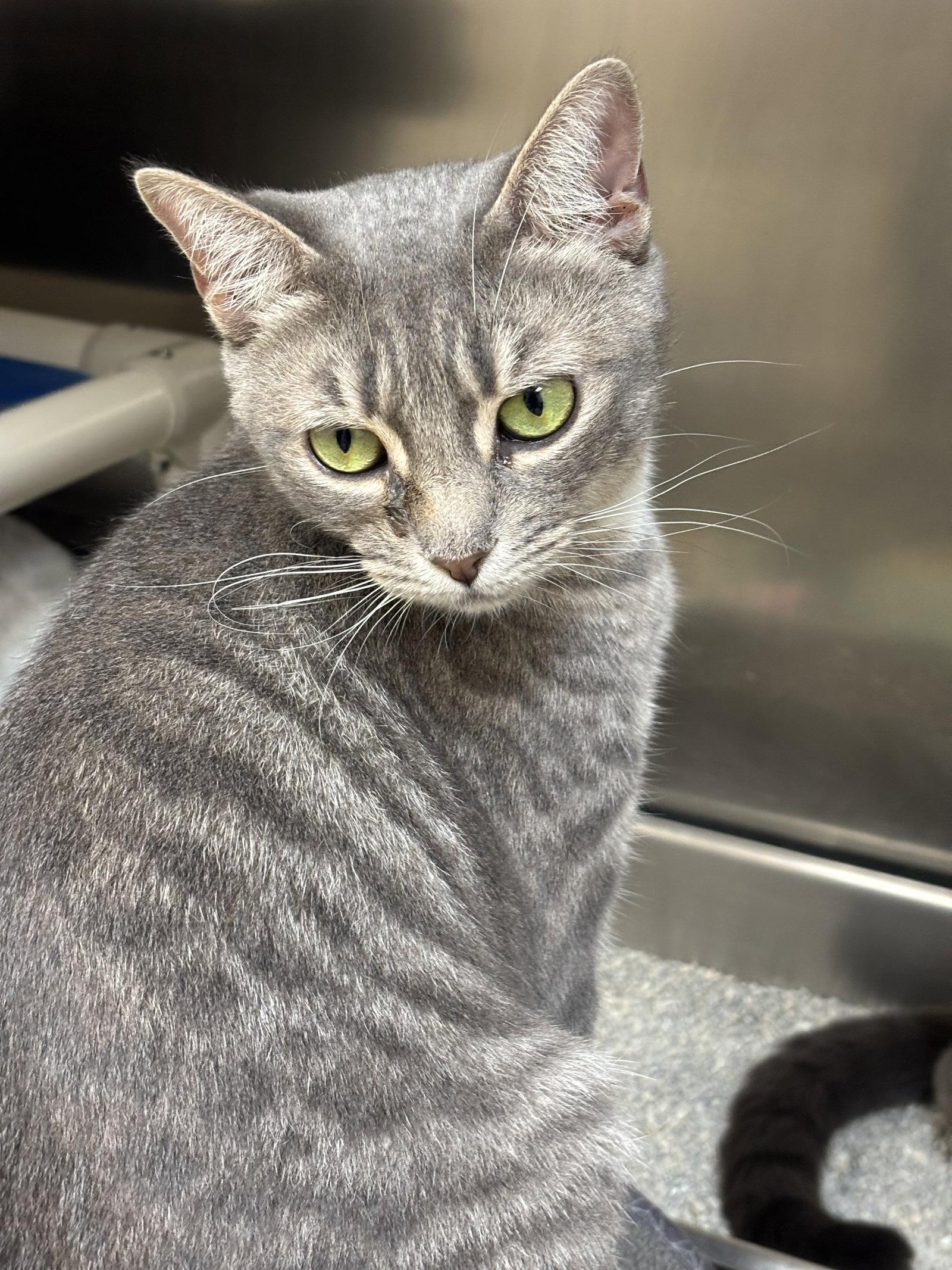 Partridge, a Adoptable Domestic Short Hair in Brick, NJ image 3/3