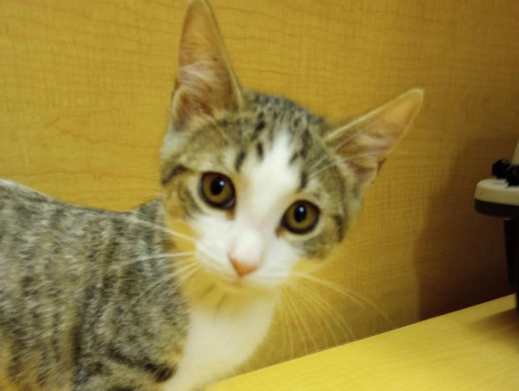 Ema, Young Female Domestic Short Hair
