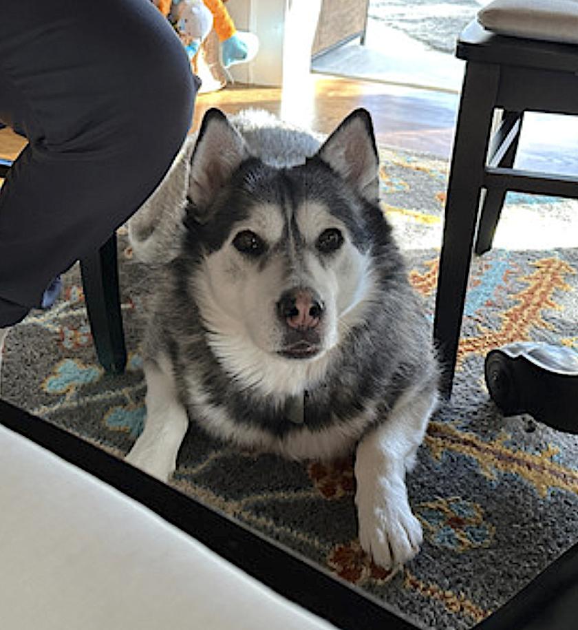 Cassi, a Adopted Siberian Husky in Amherst, MA image 5/6