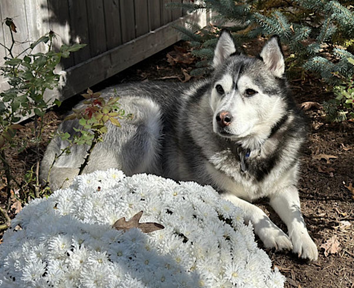 Cassi, a Adopted Siberian Husky in Amherst, MA image 3/6