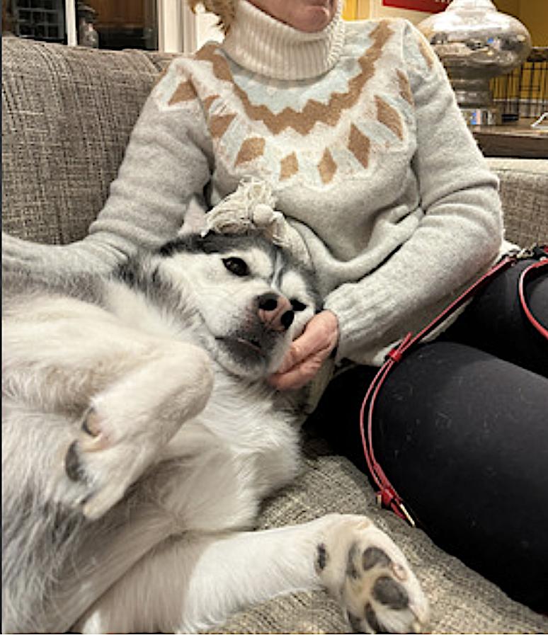 Cassi, a Adopted Siberian Husky in Amherst, MA image 4/6