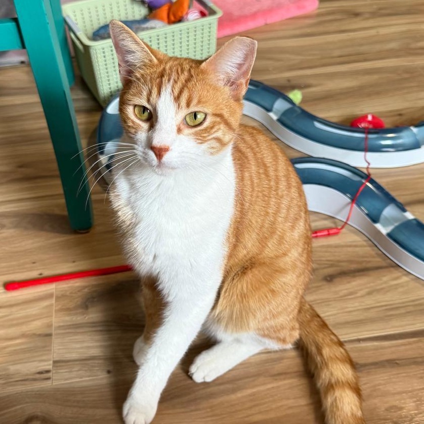 Tai (bonded with Airy), a Adoptable Domestic Short Hair in Sandy Springs, GA image 1/6