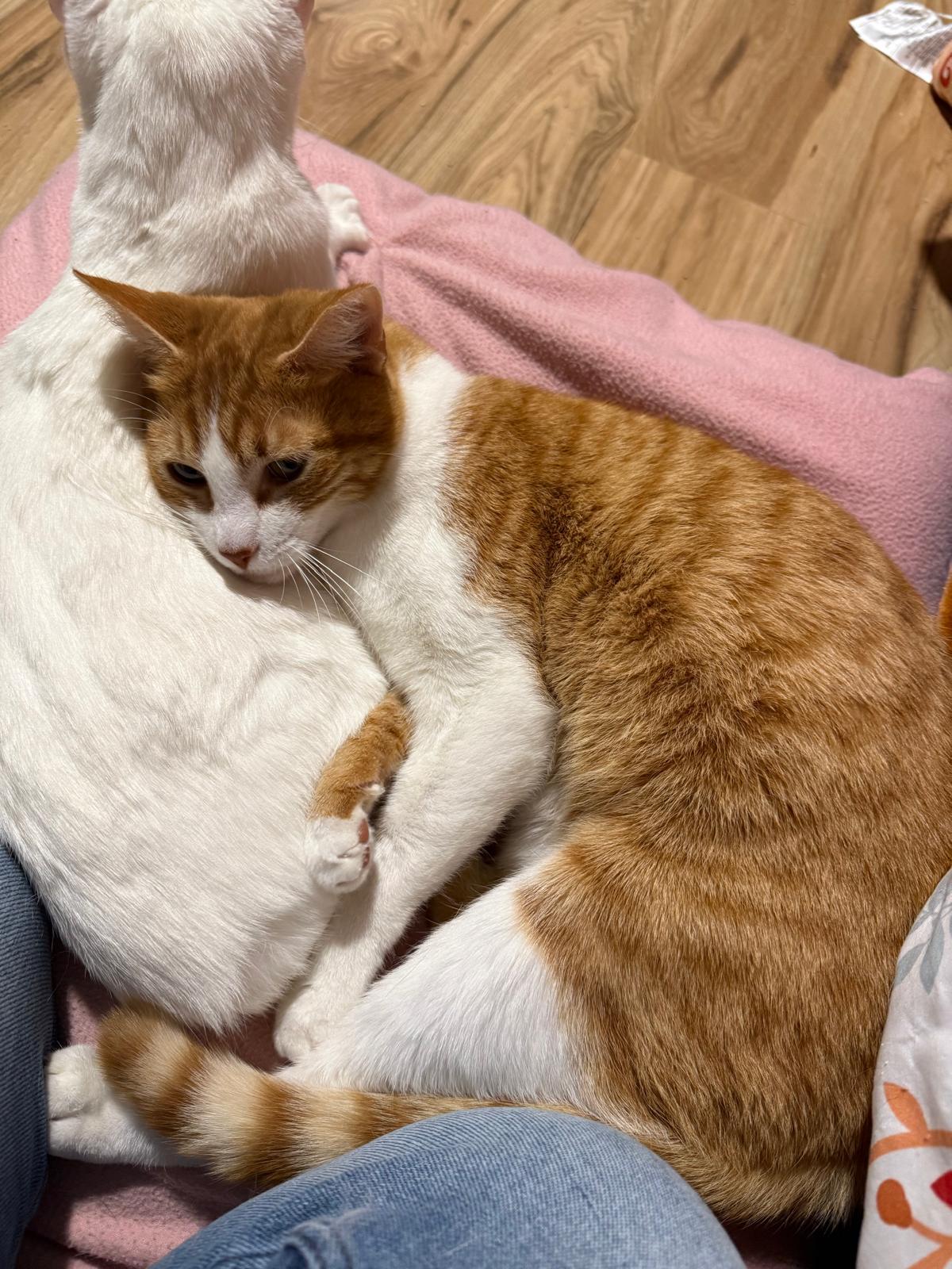 Tai (bonded with Airy), a Adoptable Domestic Short Hair in Sandy Springs, GA image 5/6