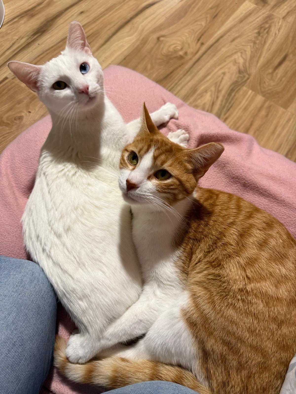 Tai (bonded with Airy), a Adoptable Domestic Short Hair in Sandy Springs, GA image 4/6
