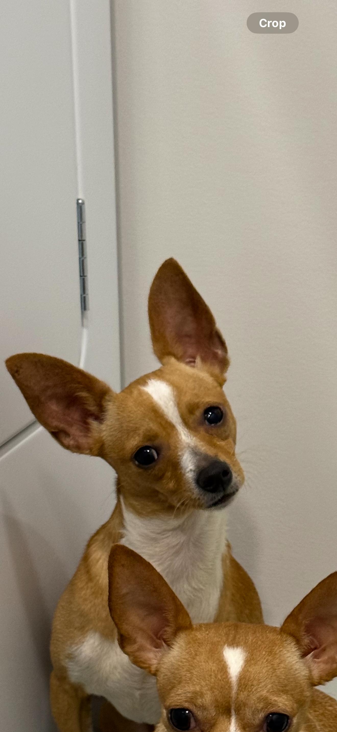 Enlarge Frances, a Adoptable mixed breed in Mount Pleasant, SC image 1/1