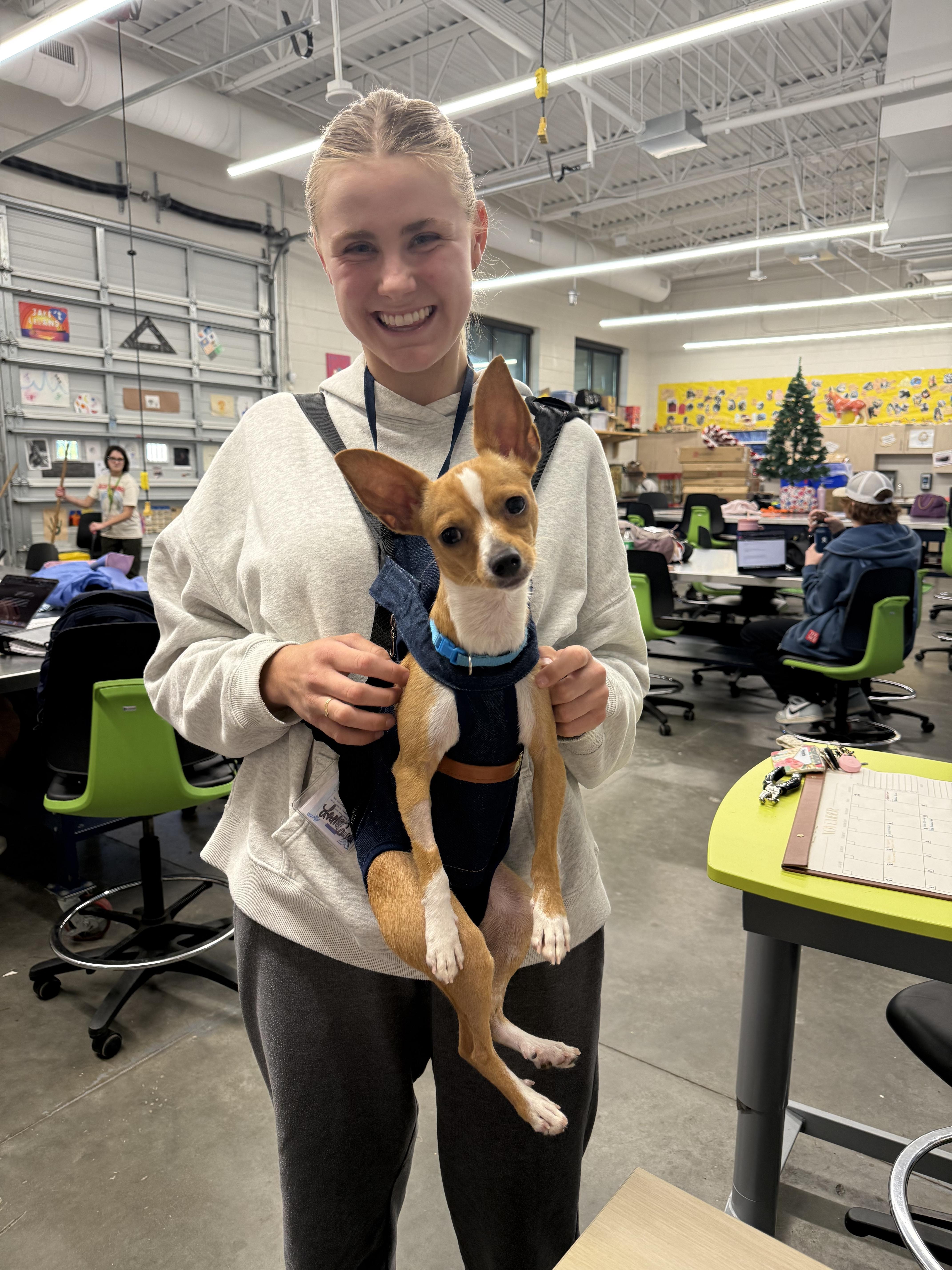 Frances, Adoptable, Adult Male Chihuahua.