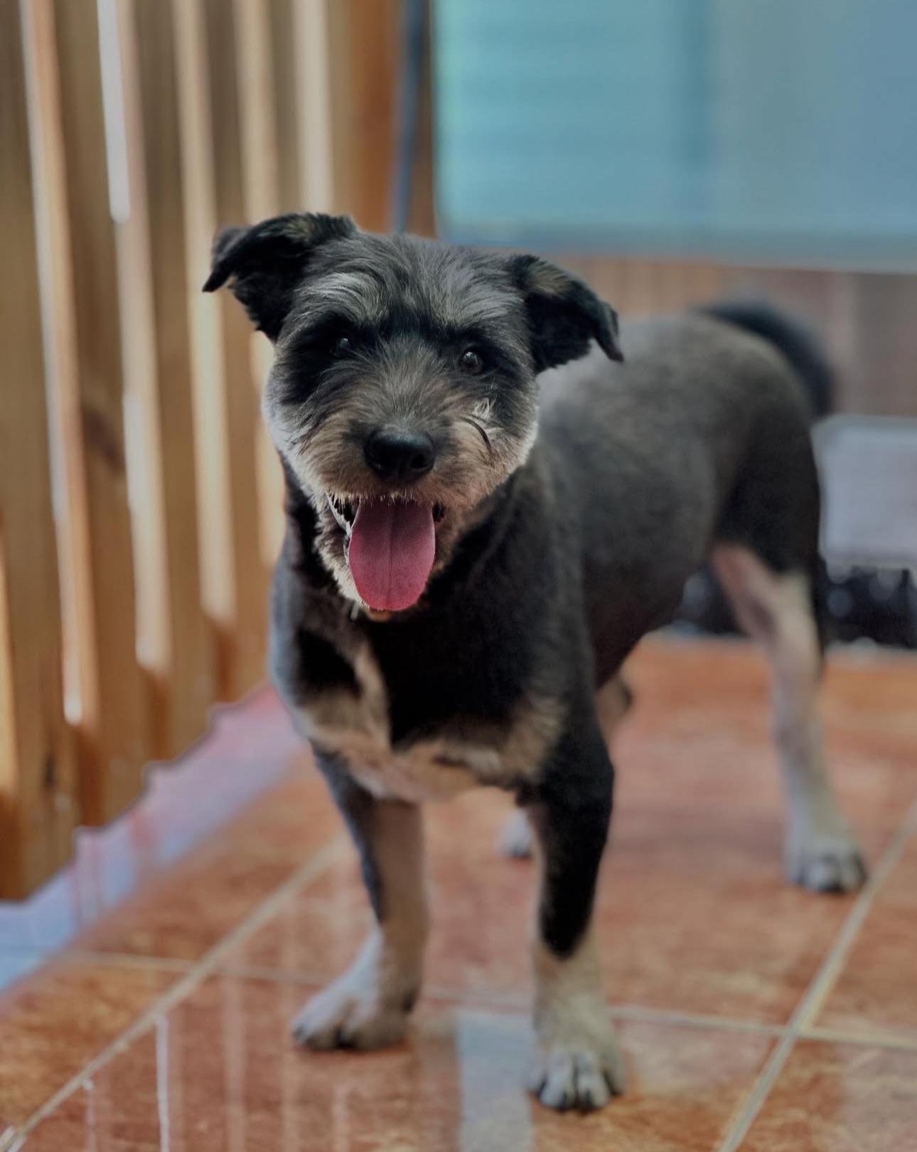 Enlarge Bungree, a Adoptable mixed breed in San Jose, CA image 2/4