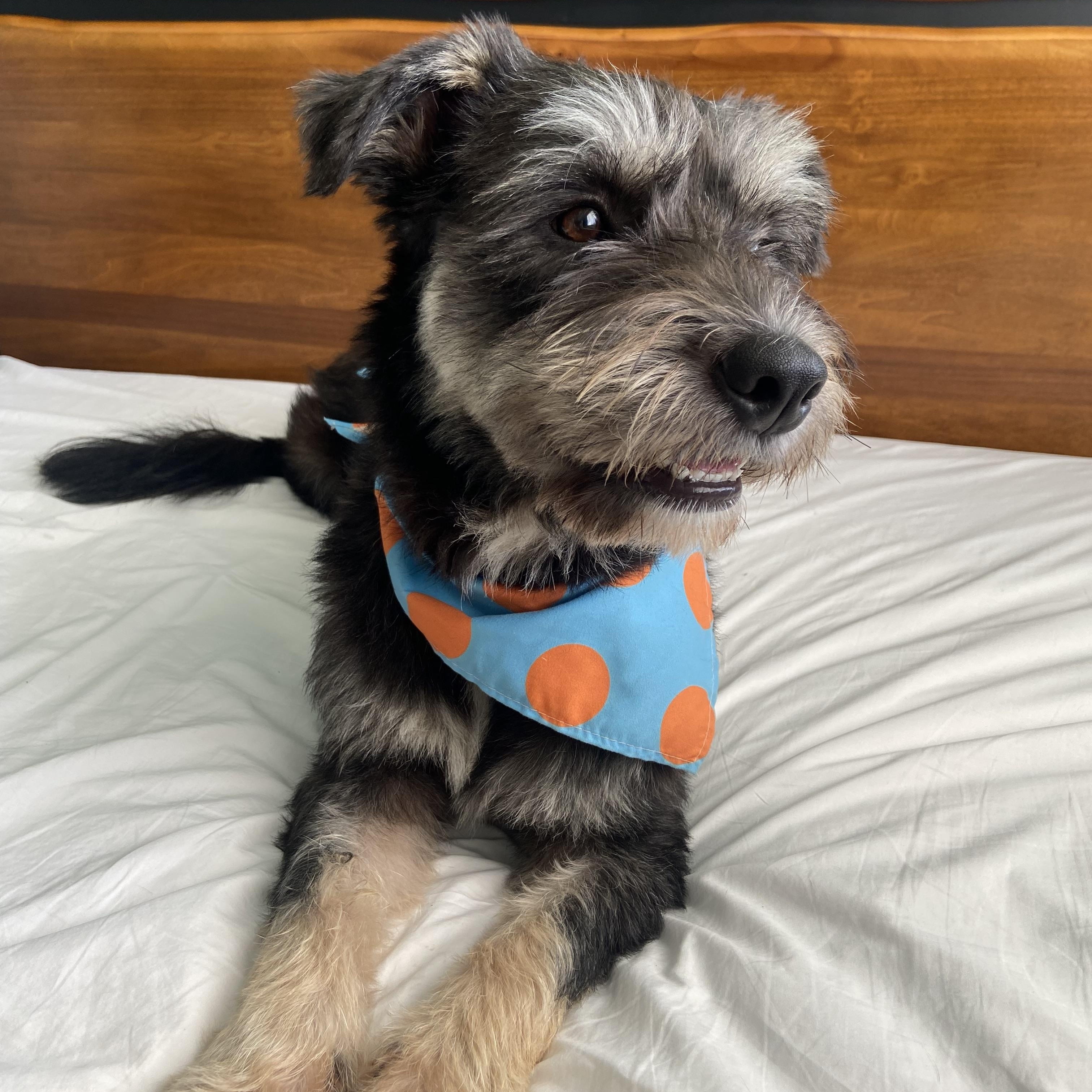 Enlarge Bungree, a Adoptable mixed breed in San Jose, CA image 3/4