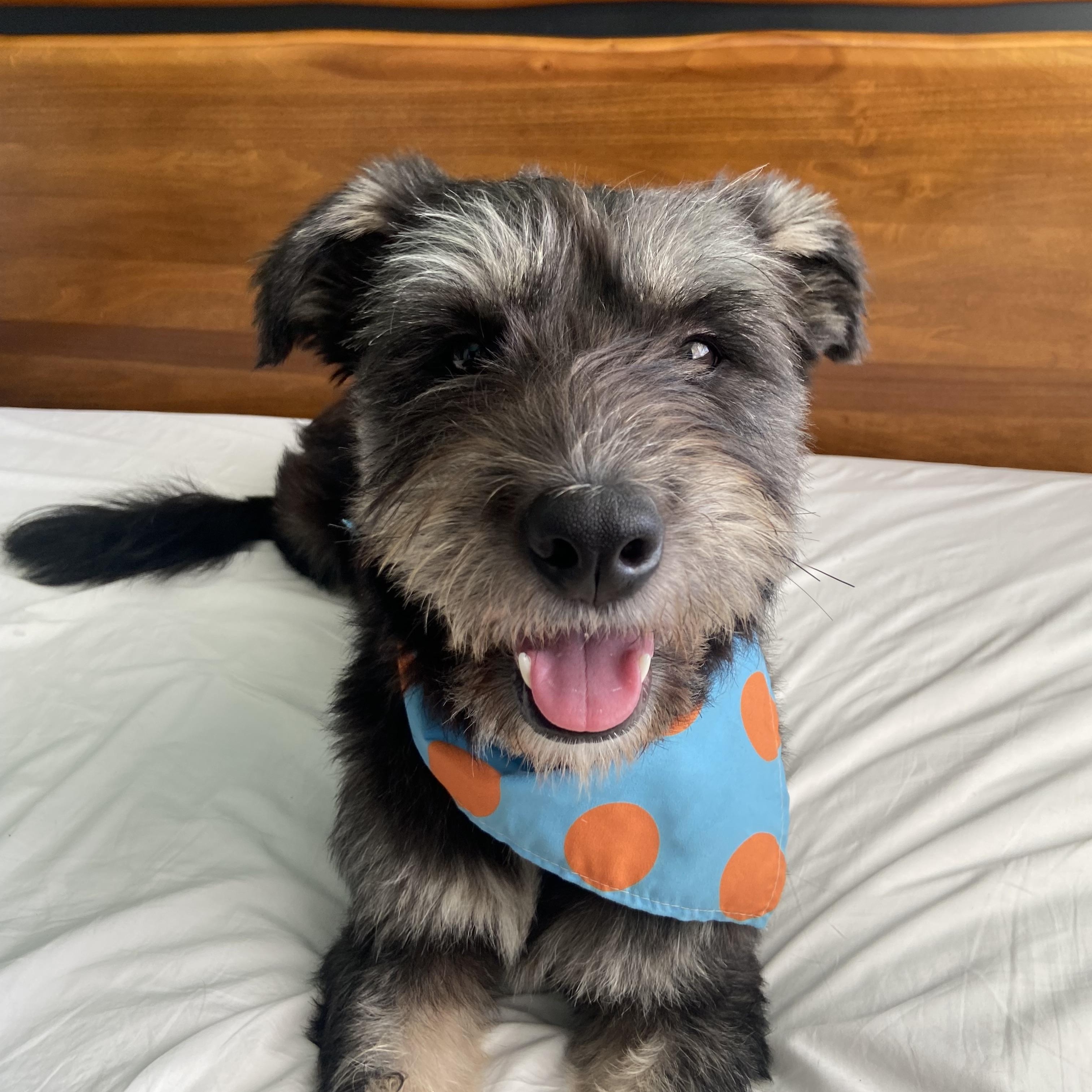 Enlarge Bungree, a Adoptable mixed breed in San Jose, CA image 4/4