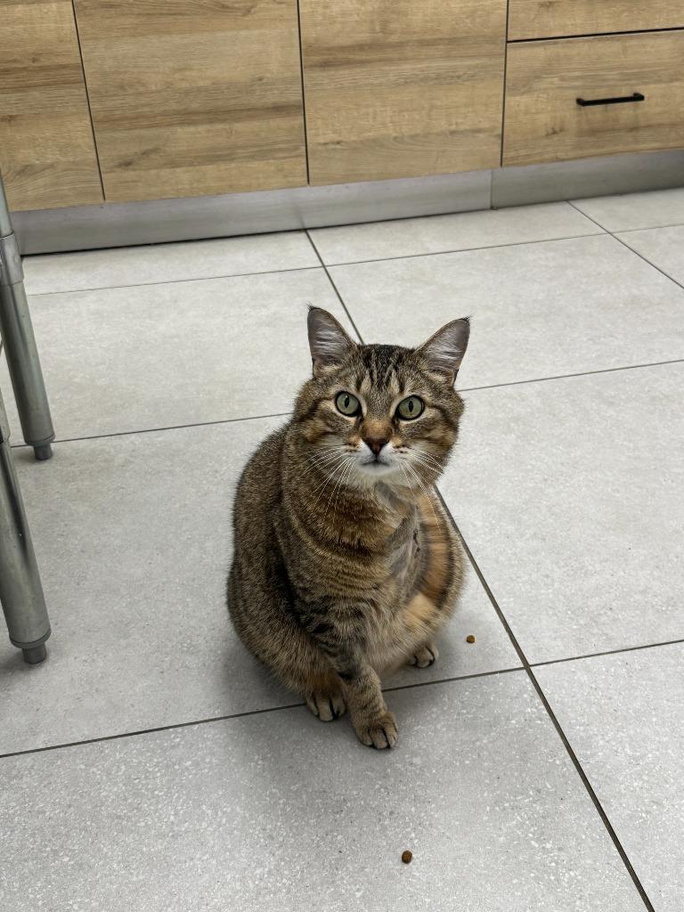 Ponzu, Adoptable, Young Male Domestic Short Hair.