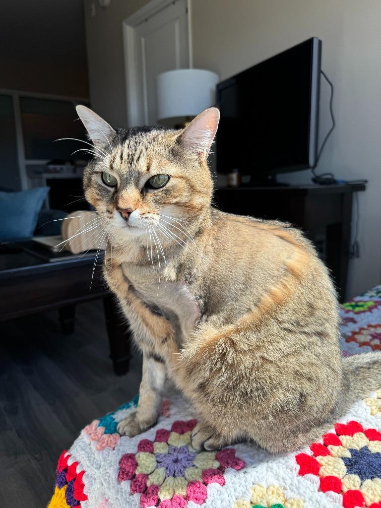 Enlarge Ponzu, a Adoptable Domestic Short Hair in Arthur, ON image 2/6