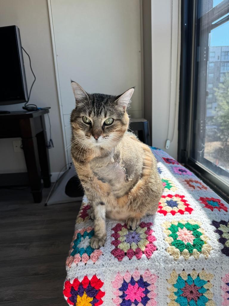 Enlarge Ponzu, a Adoptable Domestic Short Hair in Arthur, ON image 3/6