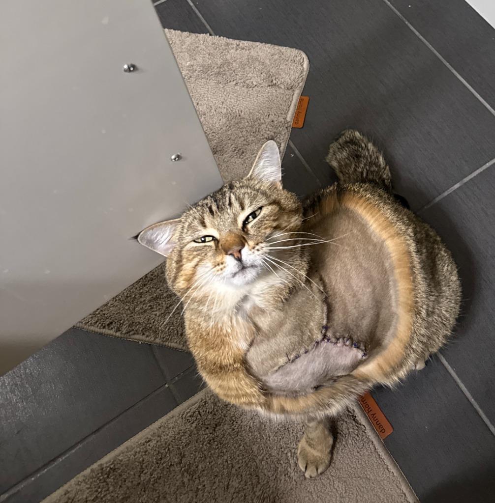 Enlarge Ponzu, a Adoptable Domestic Short Hair in Arthur, ON image 4/6