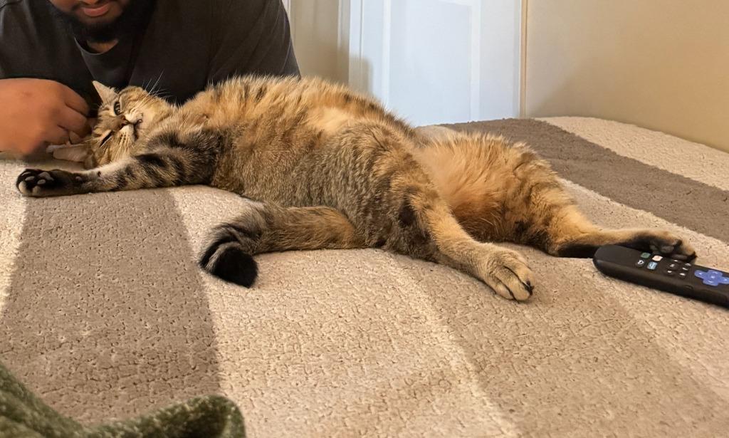 Enlarge Ponzu, a Adoptable Domestic Short Hair in Arthur, ON image 5/6