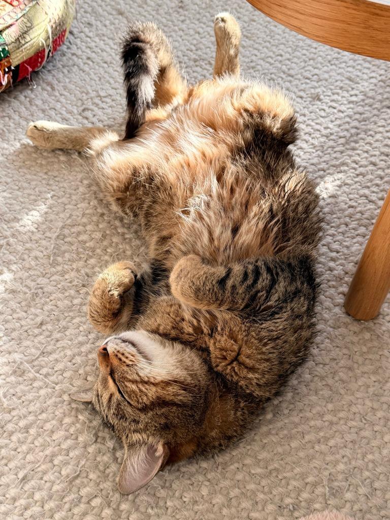 Enlarge Ponzu, a Adoptable Domestic Short Hair in Arthur, ON image 6/6