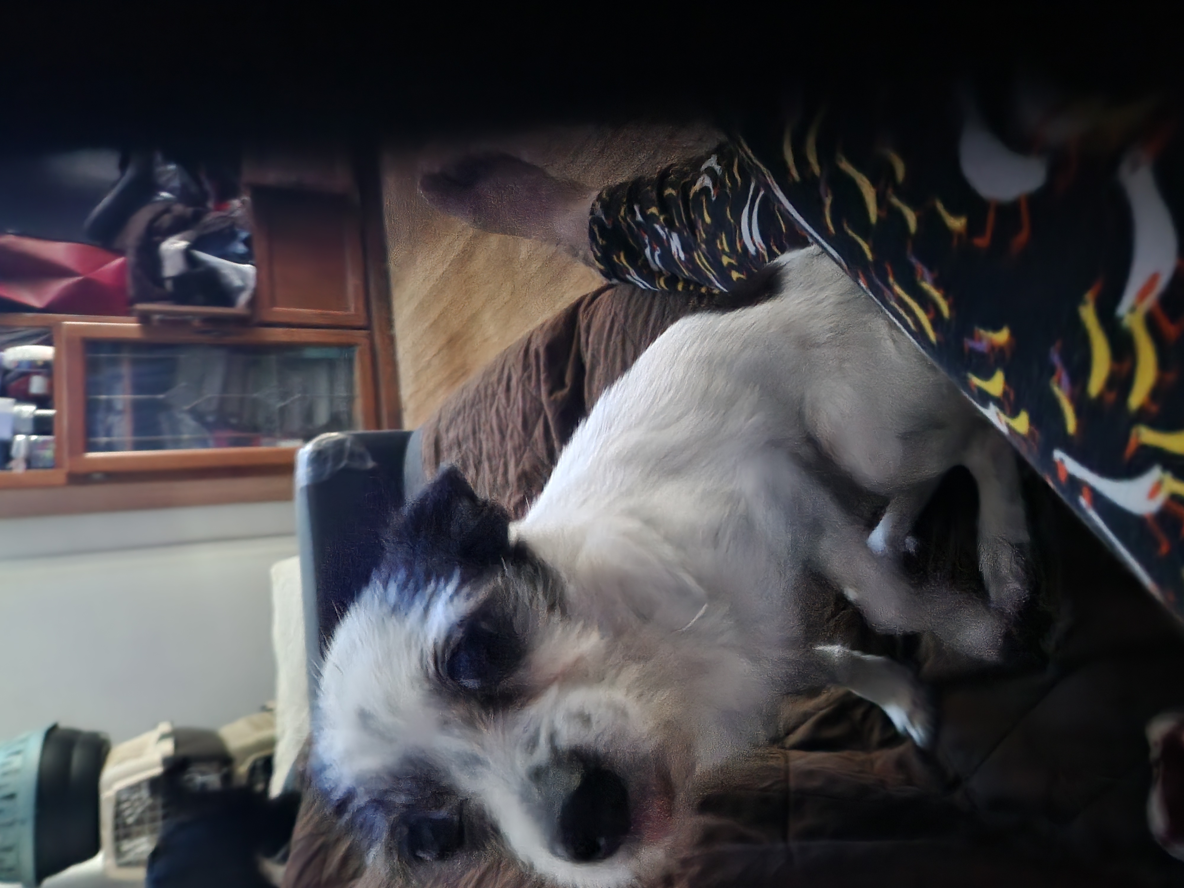 May May, Adoptable, Adult Female Chihuahua.