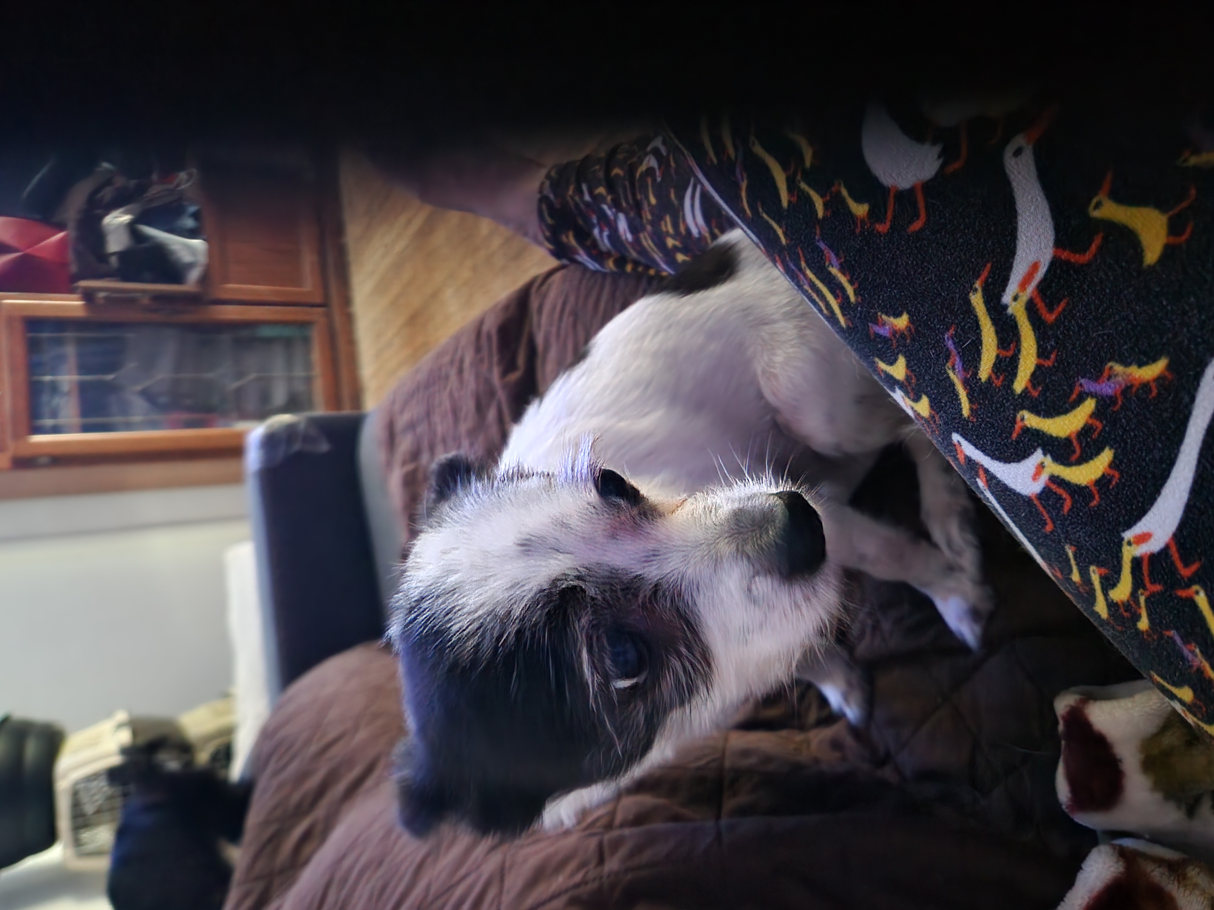 May May, a Adoptable Chihuahua in Buena Park, CA image 2/5