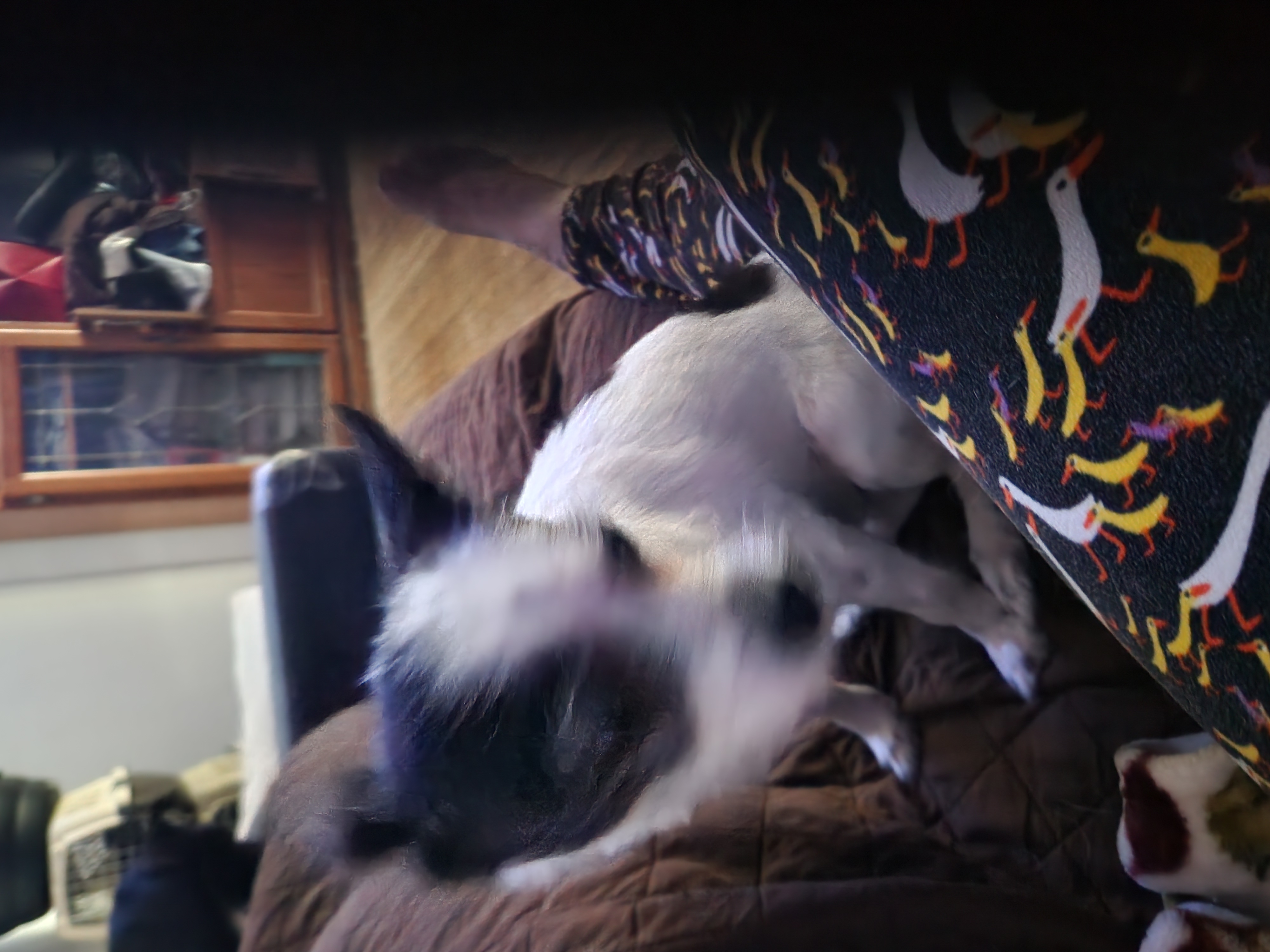 May May, a Adoptable Chihuahua in Buena Park, CA image 3/5