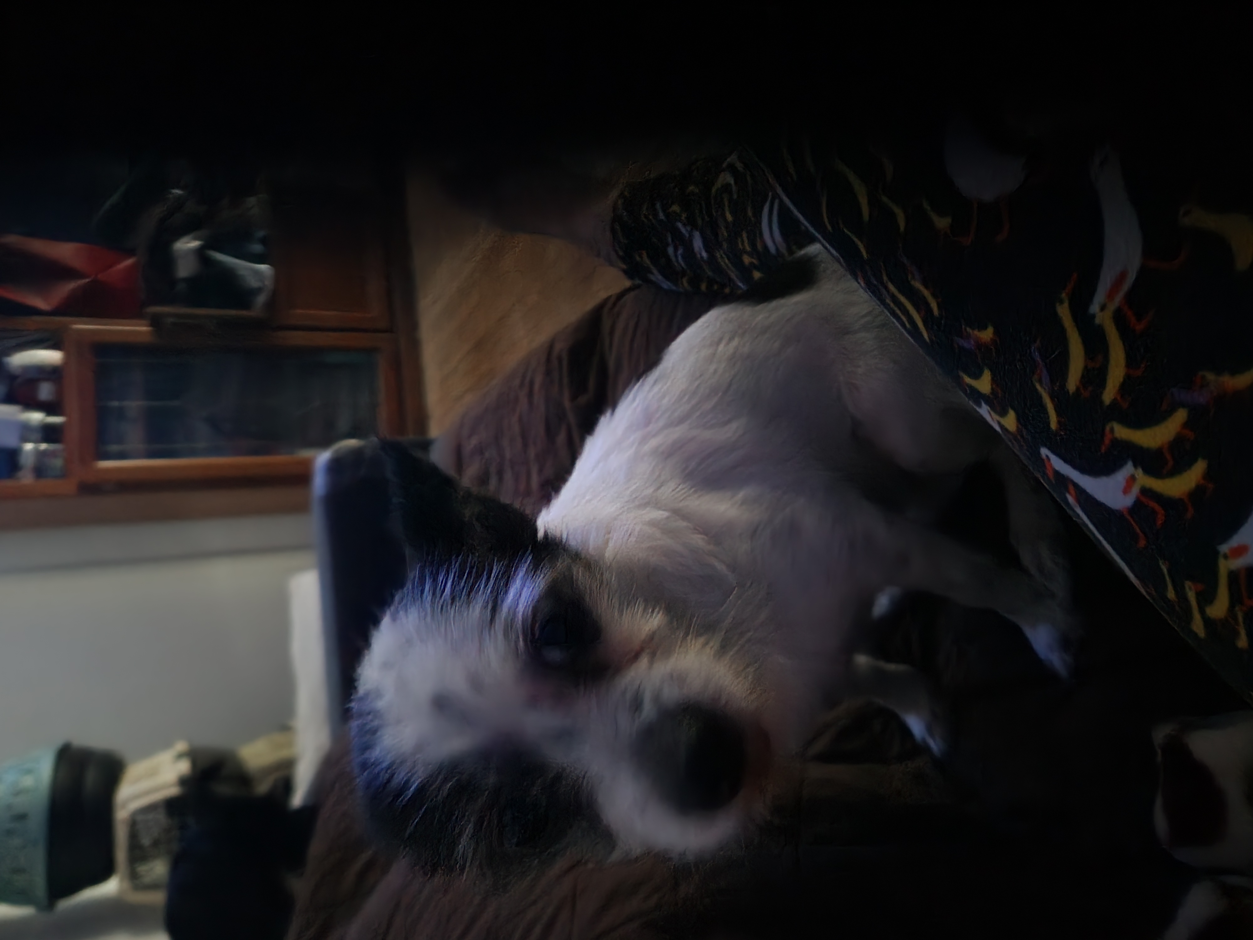 May May, a Adoptable Chihuahua in Buena Park, CA image 4/5