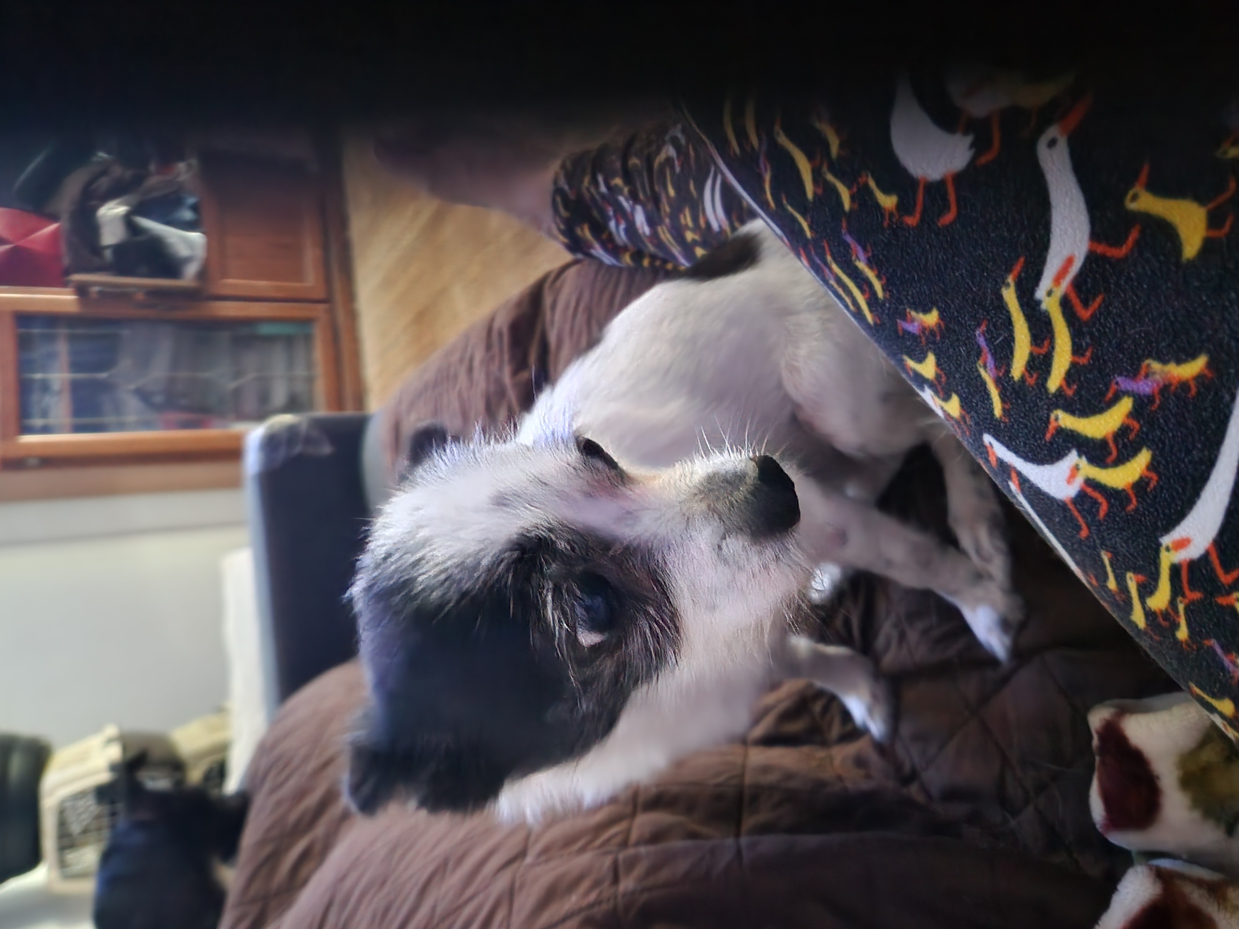 May May, a Adoptable Chihuahua in Buena Park, CA image 5/5