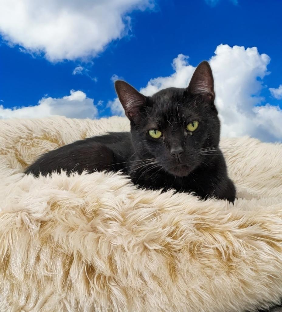 Sabbath, Adoptable, Adult Male Domestic Short Hair.