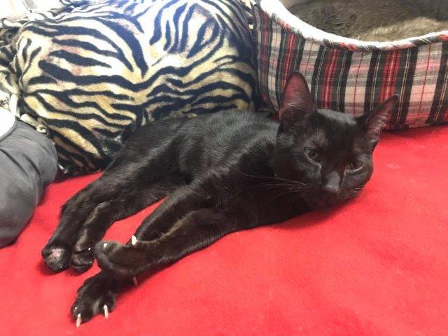 Sabbath, Adoptable, Adult Male Domestic Short Hair.