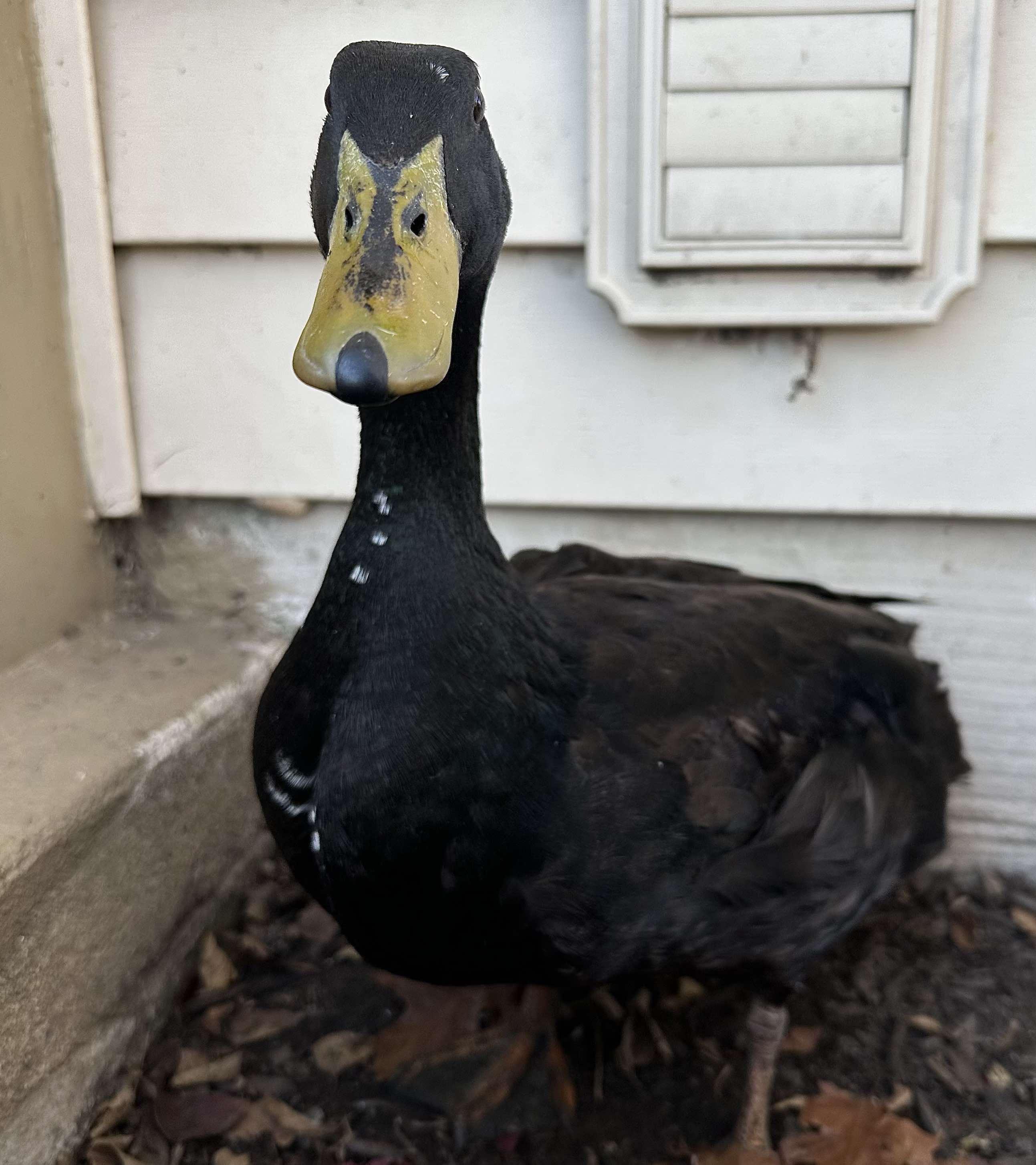 Enlarge Otis, an adopted Duck in Lincoln University, PA image 2/2