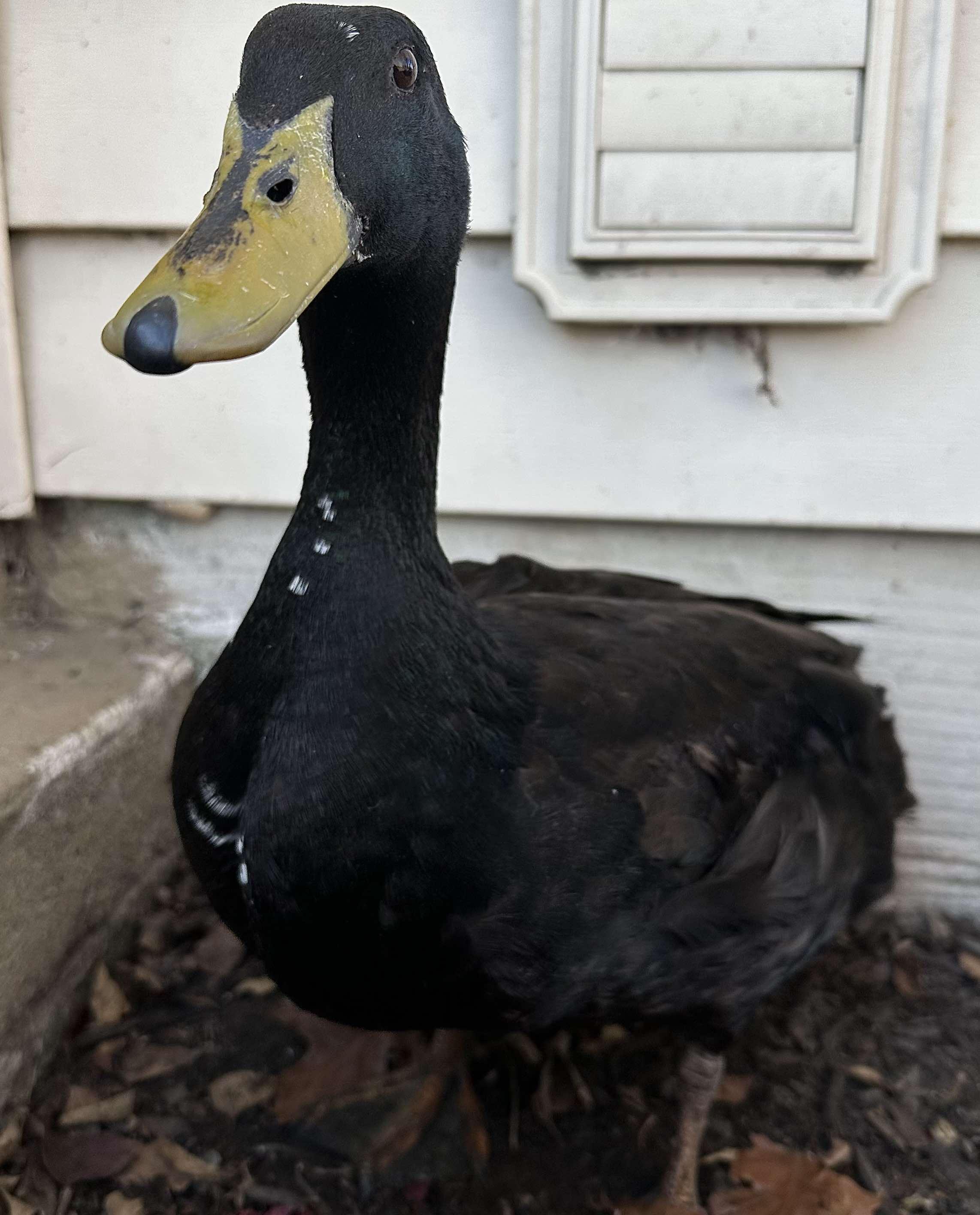 Enlarge Otis, an adopted Duck in Lincoln University, PA image 1/2