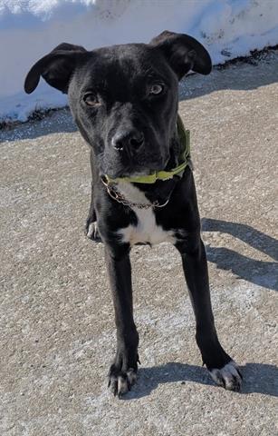 SUMAC, Adoptable, Young Male Pit Bull Terrier & Mixed Breed.