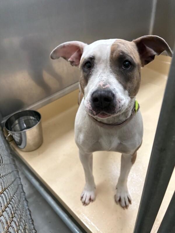 Enlarge Big mama, a Adoptable Pit Bull Terrier in Burgaw, NC image 1/1