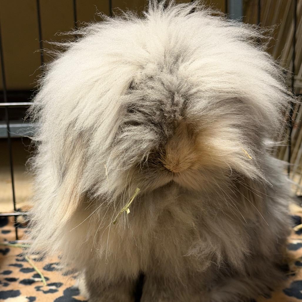 Flash, Adoptable, Adult Male Holland Lop & Lionhead.