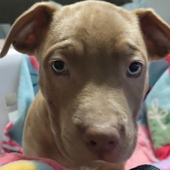 Enlarge Wesson (Green), a Adoptable Mixed Breed in Allyn, WA image 1/2