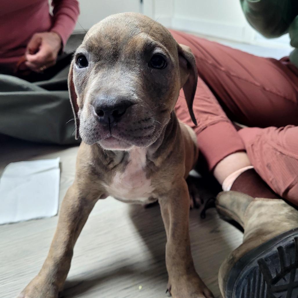 Enlarge Wesson (Green), a Adoptable Mixed Breed in Allyn, WA image 2/2