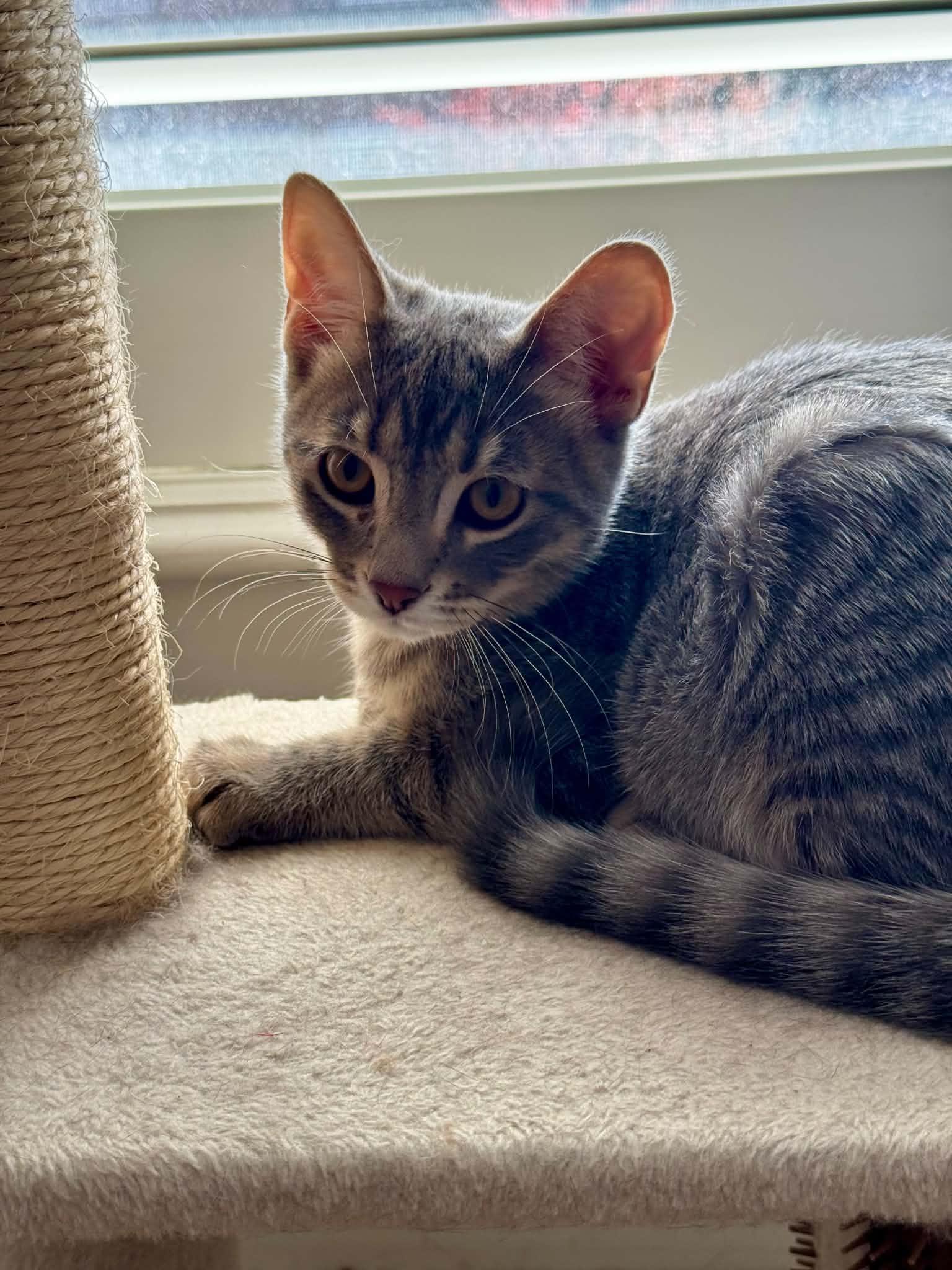Slate, Adoptable, Young Male Tabby.