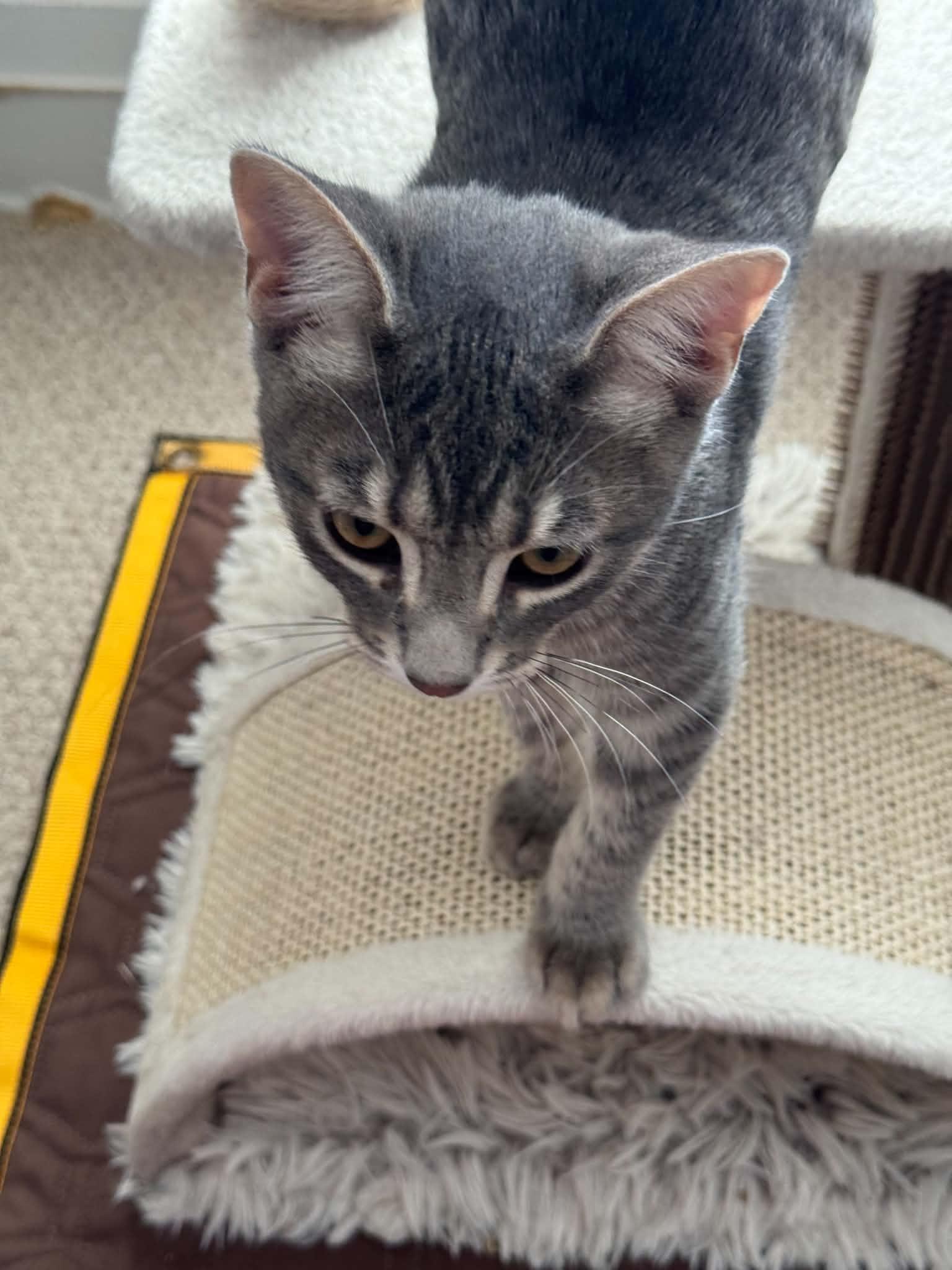 Enlarge Slate, a Adoptable Tabby in Orleans, ON image 2/3
