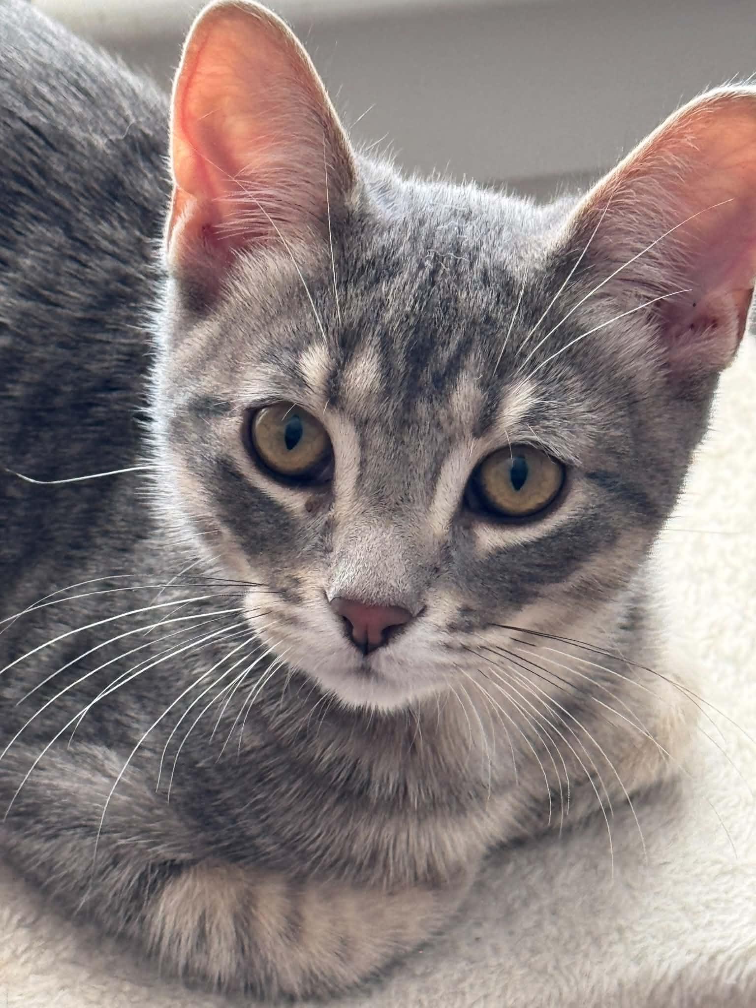 Enlarge Slate, a Adoptable Tabby in Orleans, ON image 3/3