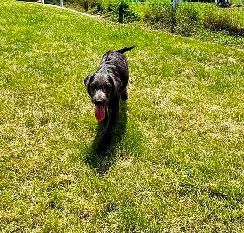 Enlarge TROOPER, a Adoptable Labrador Retriever in Pomfret Center, CT image 1/3