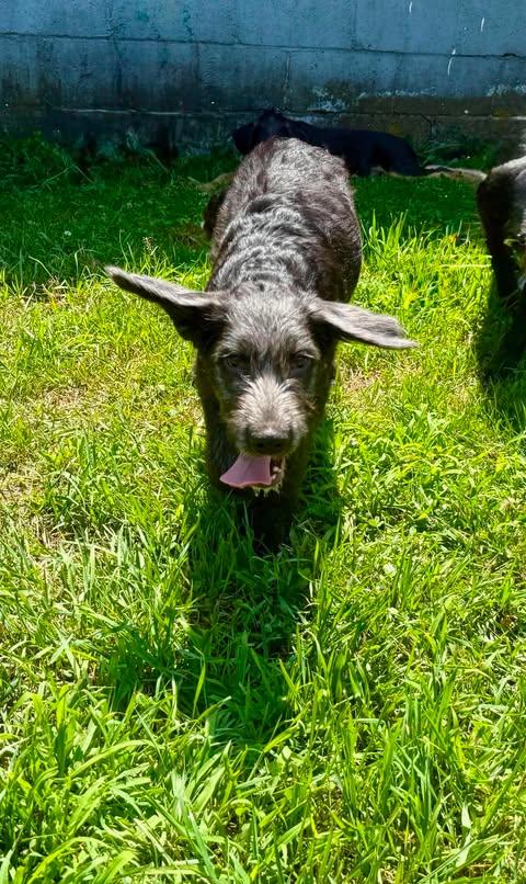 Enlarge TROOPER, a Adoptable Labrador Retriever in Pomfret Center, CT image 2/3