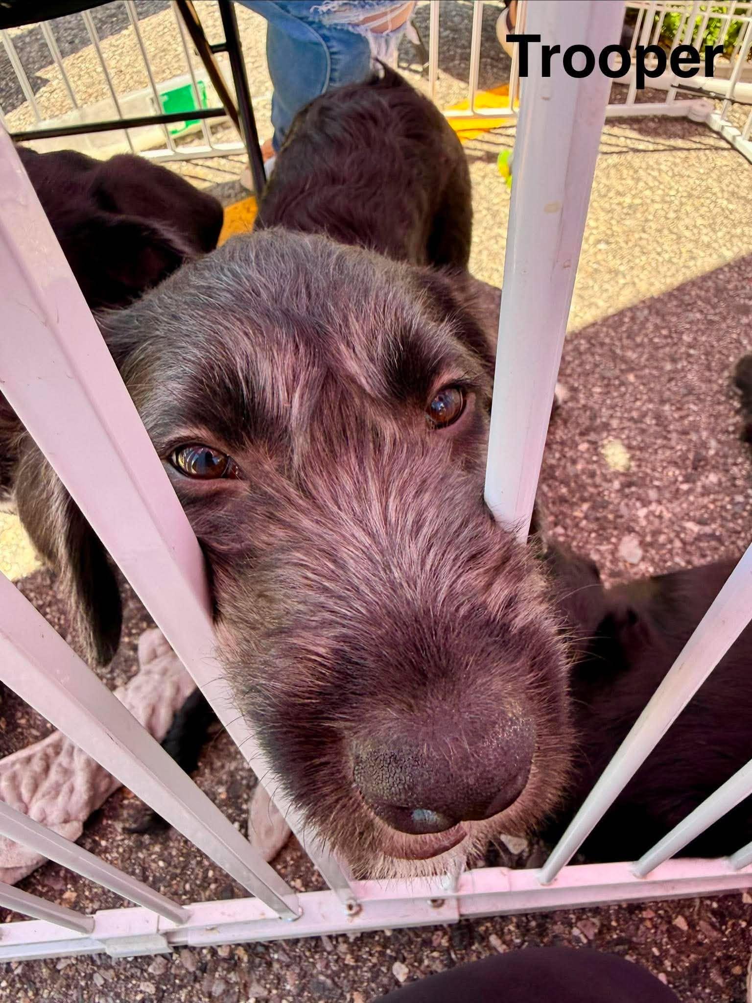 Enlarge TROOPER, a Adoptable Labrador Retriever in Pomfret Center, CT image 3/3