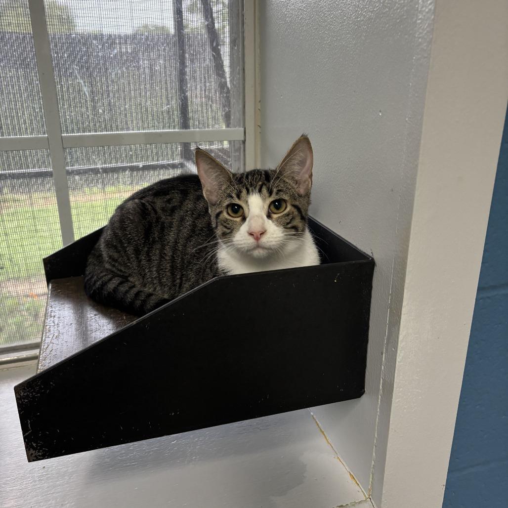 Soup of the Day, Adoptable, Kitten Male Domestic Short Hair.