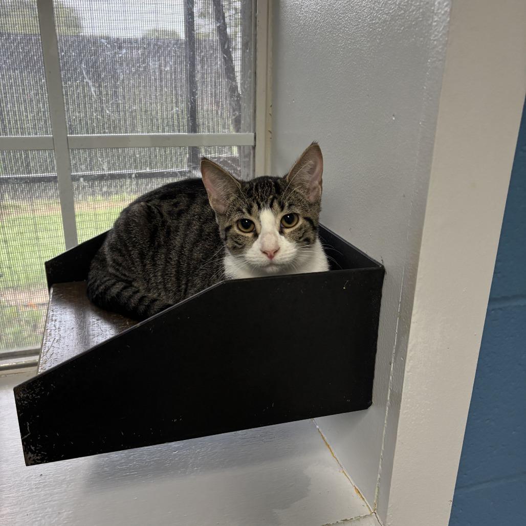 Enlarge Soup of the Day, a Adoptable Domestic Short Hair in Carencro, LA image 2/2
