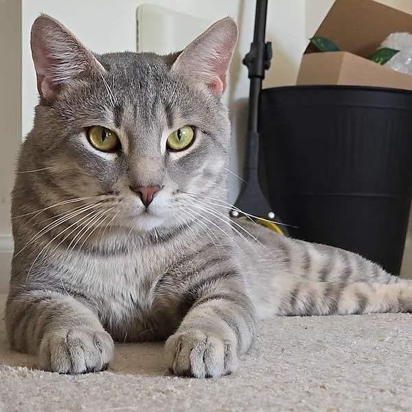 Enlarge Reggie - IN FOSTER, a Adoptable Domestic Short Hair in Birdsboro, PA image 1/6