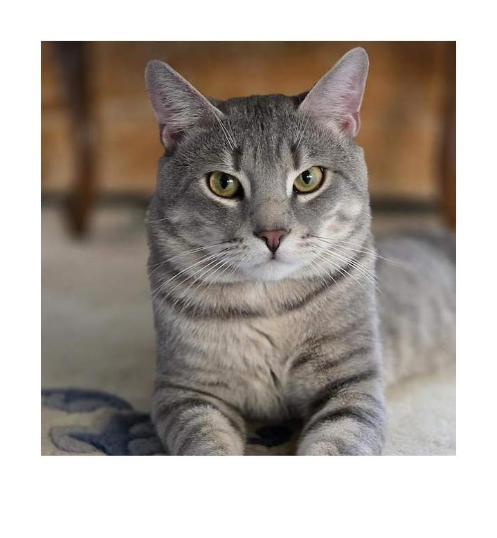 Enlarge Reggie - IN FOSTER, a Adoptable Domestic Short Hair in Birdsboro, PA image 2/6