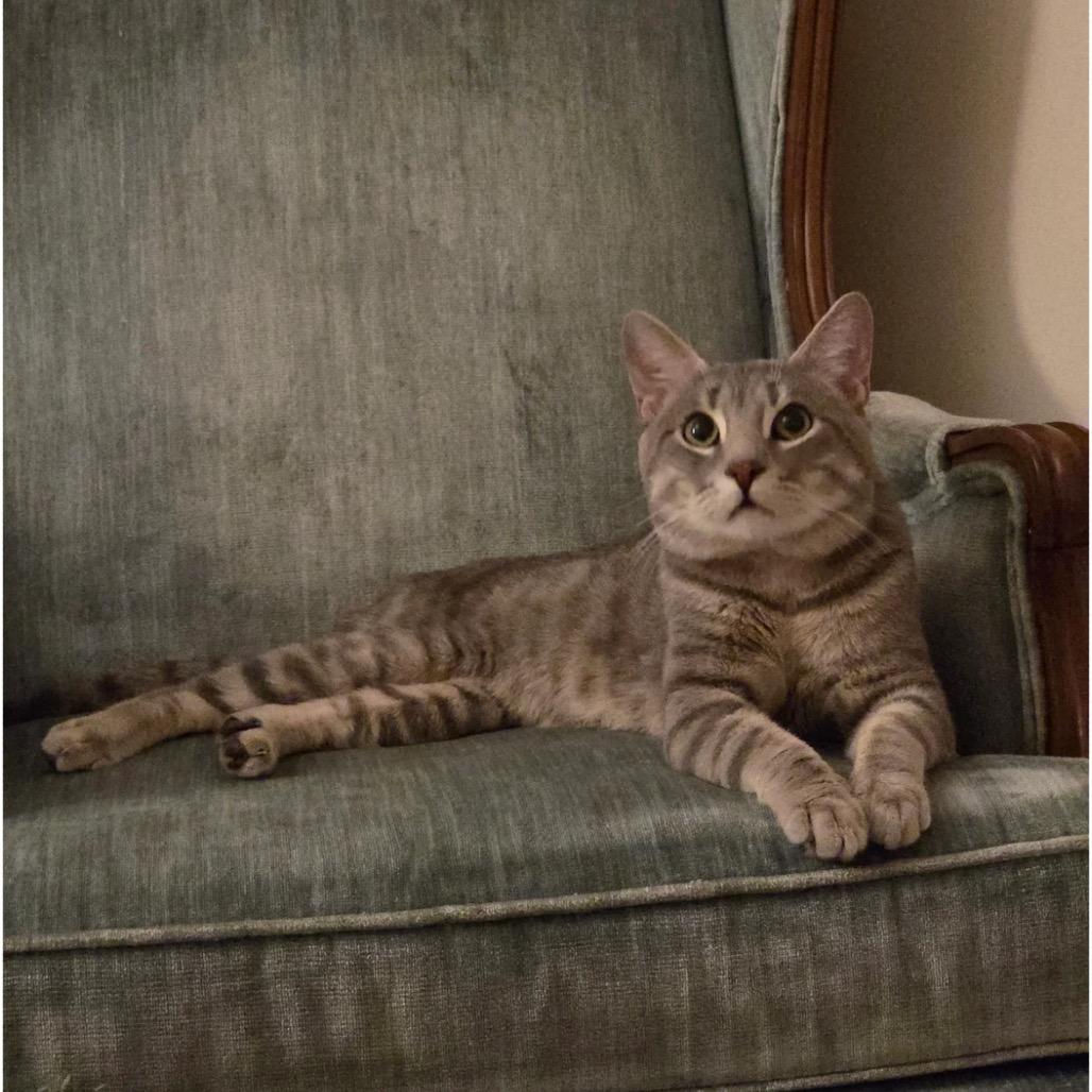 Enlarge Reggie - IN FOSTER, a Adoptable Domestic Short Hair in Birdsboro, PA image 3/6